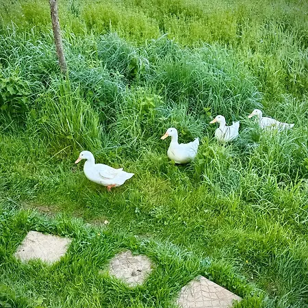 Hébergement de vacances Ferme Le Cœur Des Petits Chênes Saint-Pierre-de-Côle